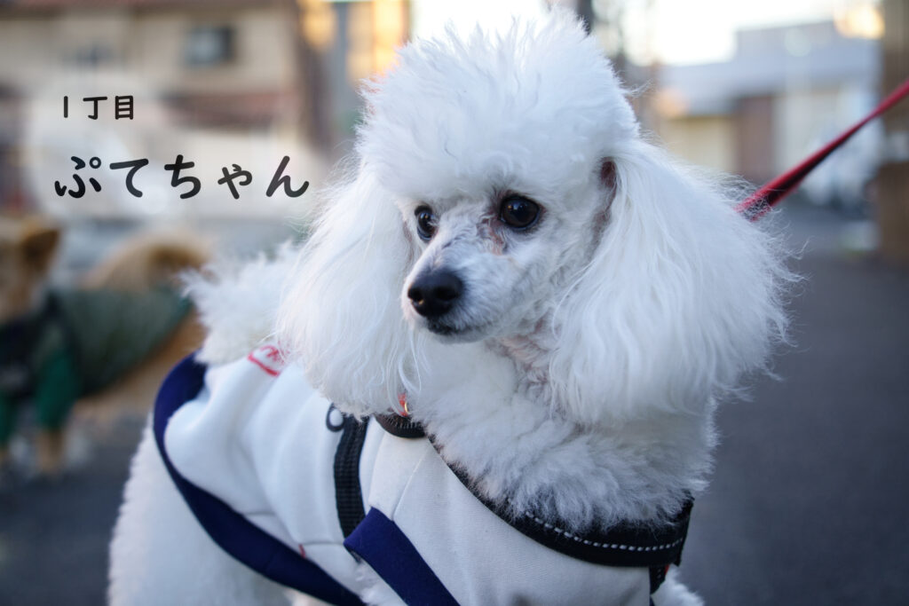 1丁目 ぷてちゃん