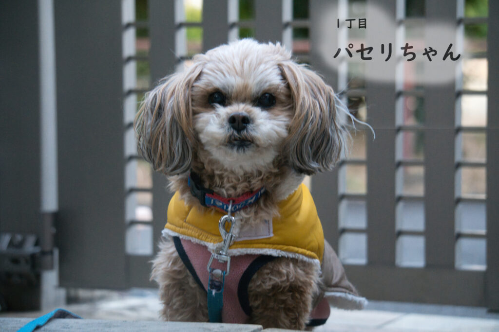 1丁目 パセリちゃん