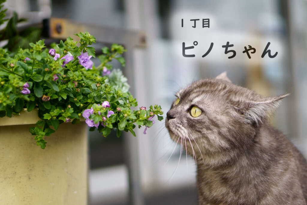 1丁目　ピノちゃん