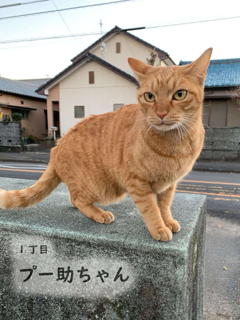 1丁目 プー助ちゃん