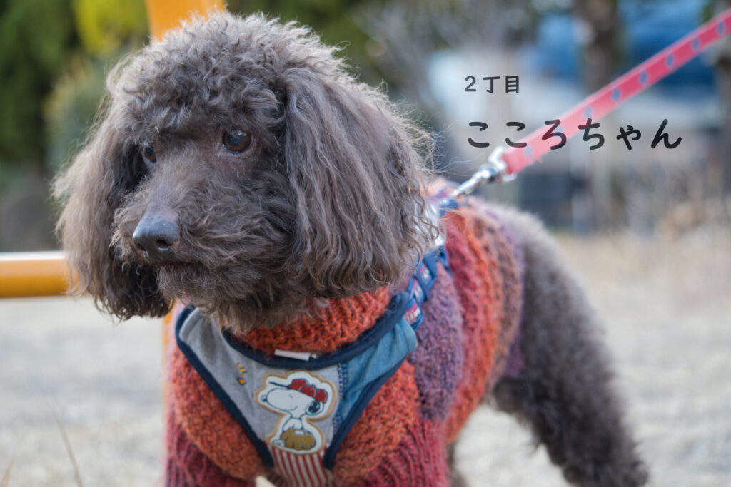 2丁目 こころちゃん