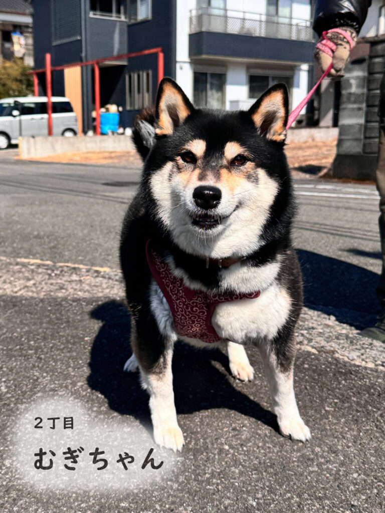 2丁目　むぎちゃん