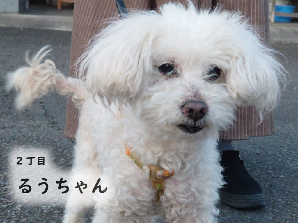 2丁目 るうちゃん