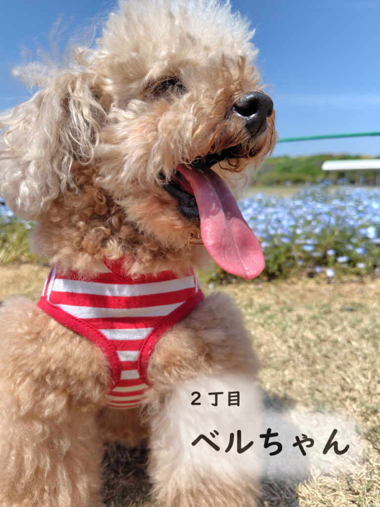 2丁目 ベルちゃん