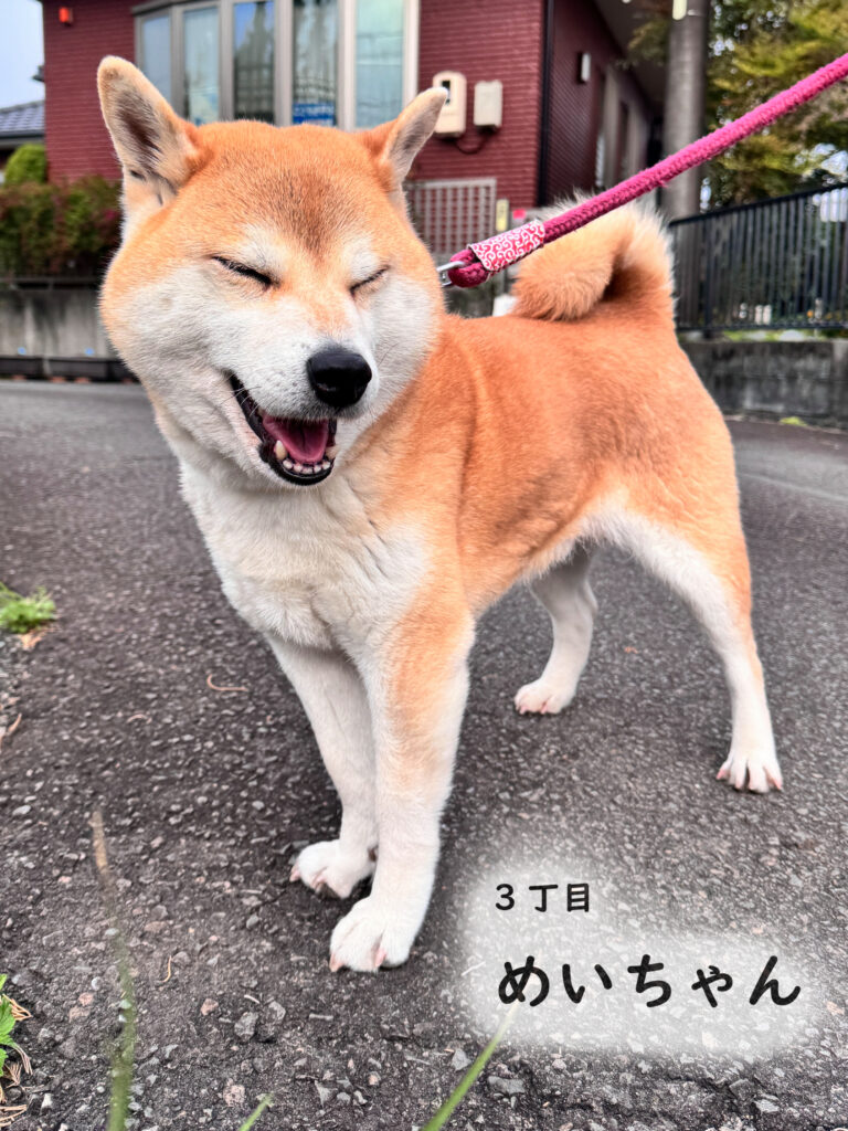 3丁目 めいちゃん