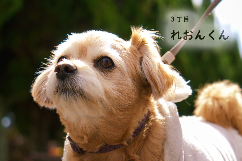 3丁目　れおんくん