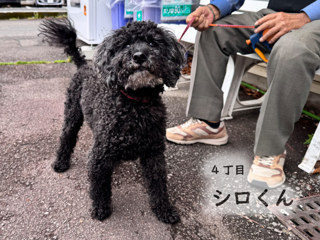 4丁目　シロくん