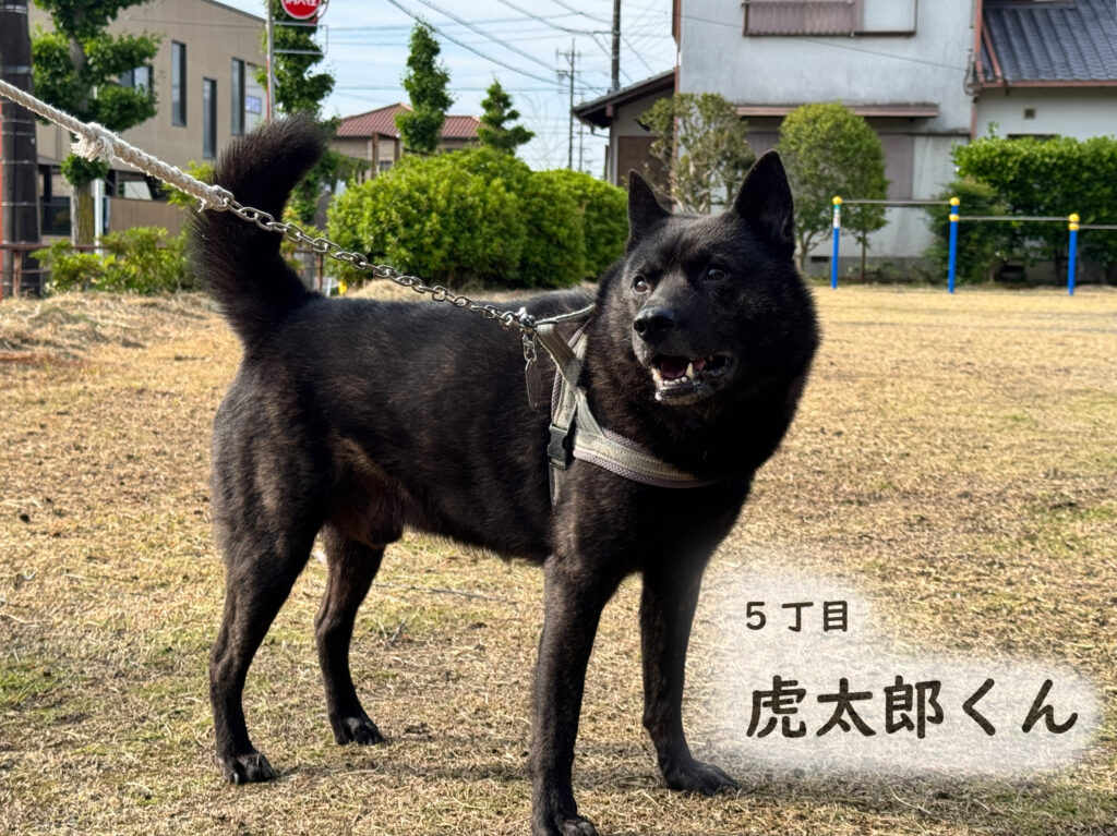 5丁目 虎太郎くん