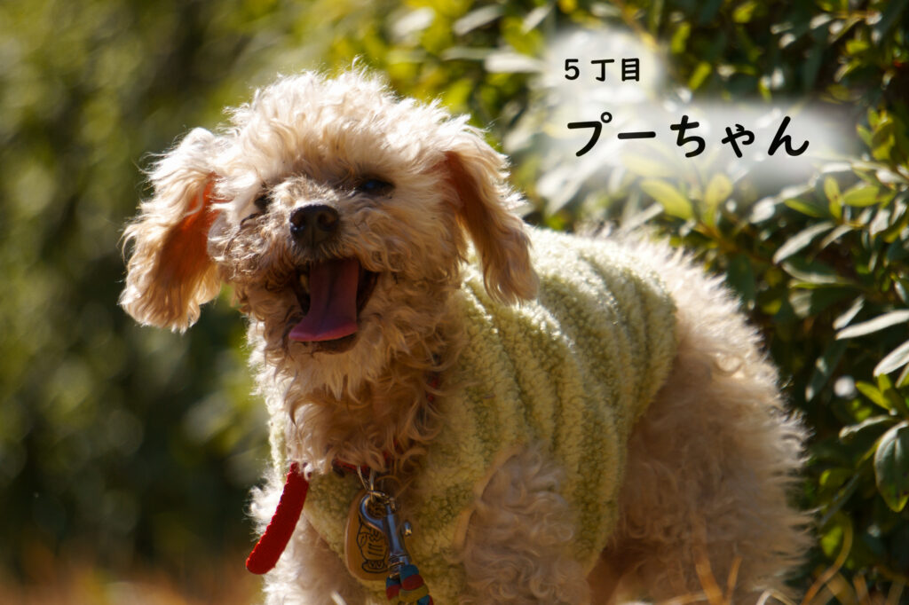 5丁目　プーちゃん