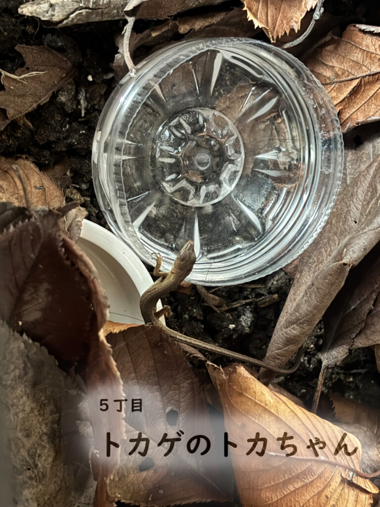 5丁目　トカゲのトカちゃん