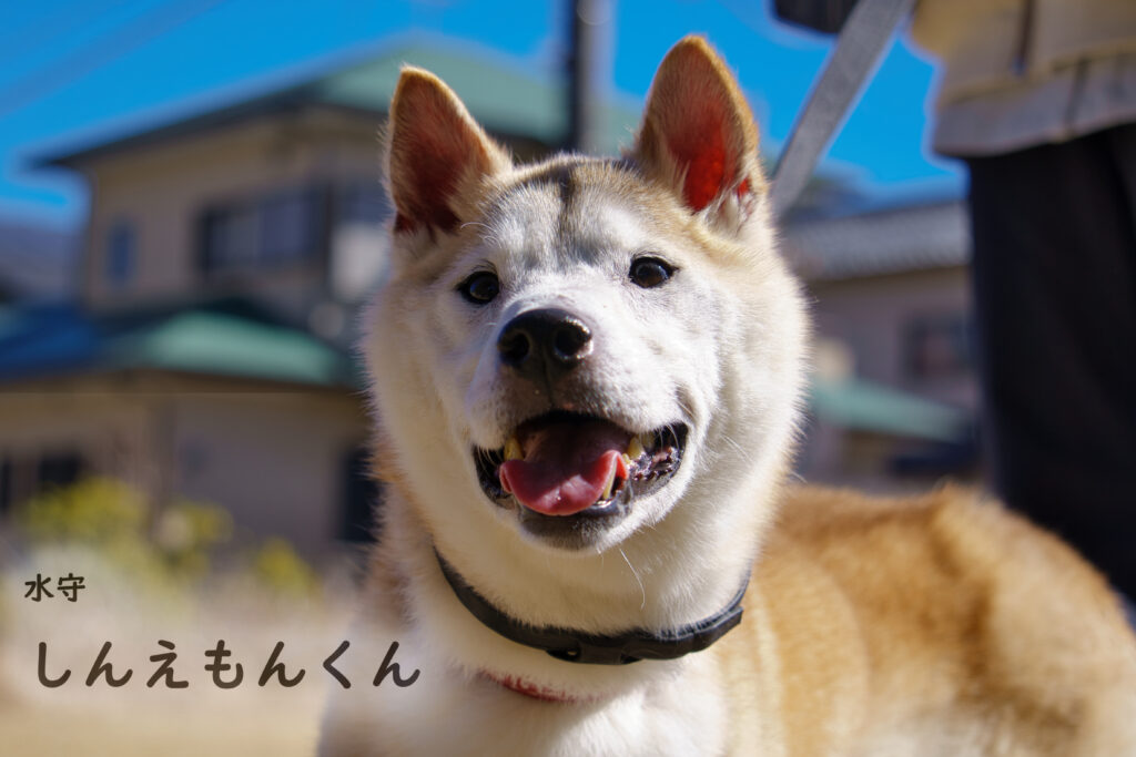 水守 しんえもんくん