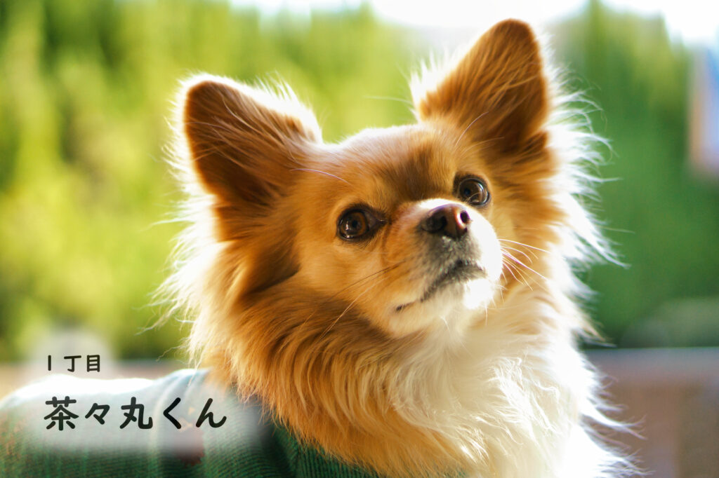 1丁目　茶々丸くん