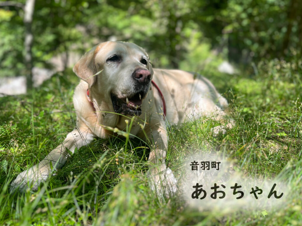 音羽町　あおちゃん