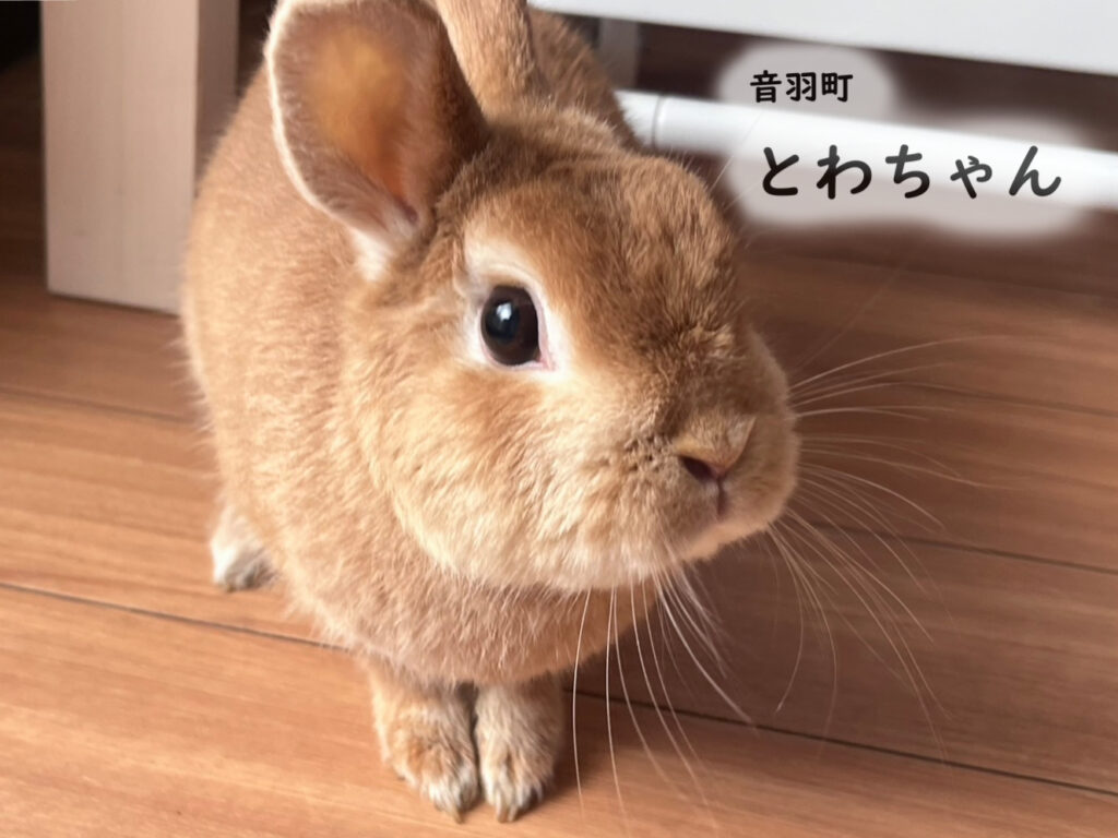 音羽町　とわちゃん