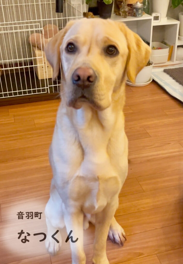 音羽町　なつくん
