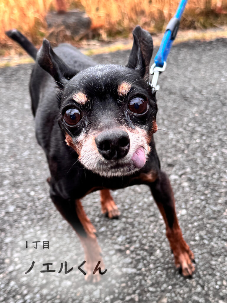 1丁目　ノエルちゃん