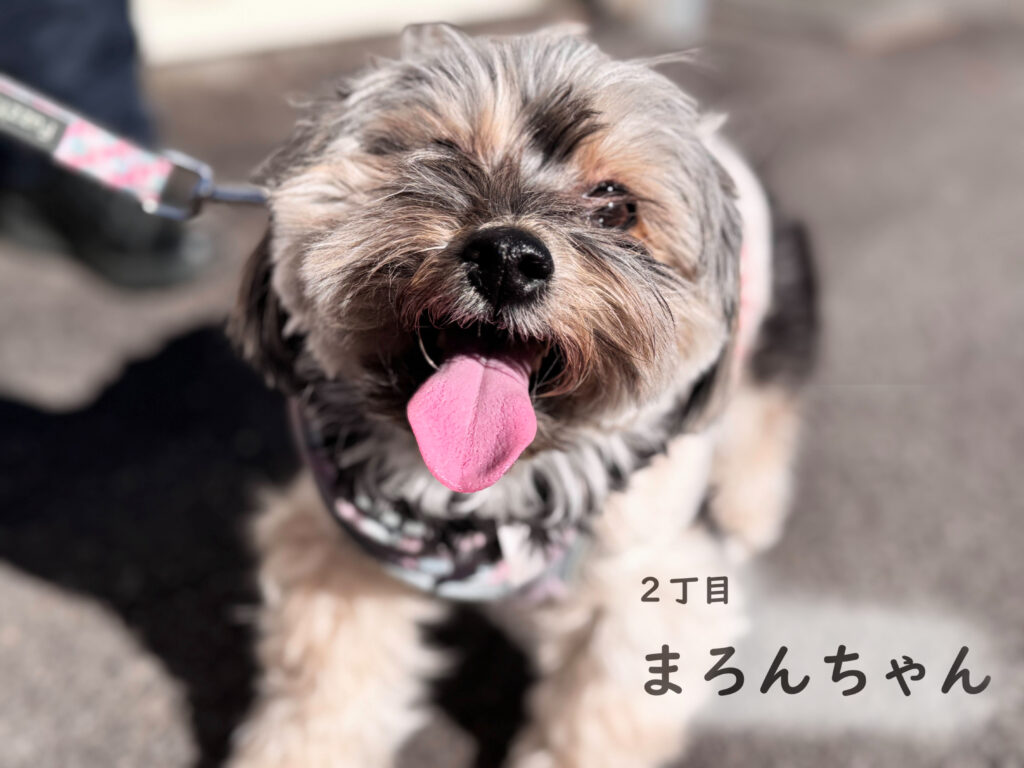 2丁目　まろんちゃん