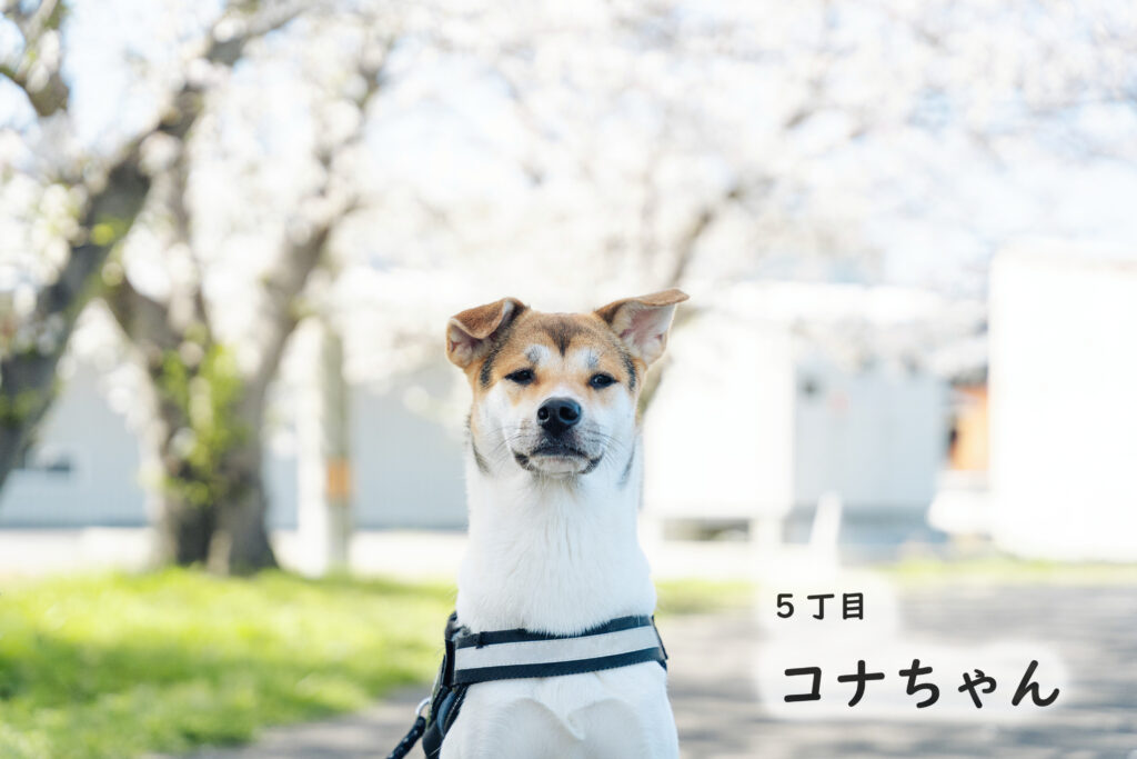 5丁目 コナちゃん