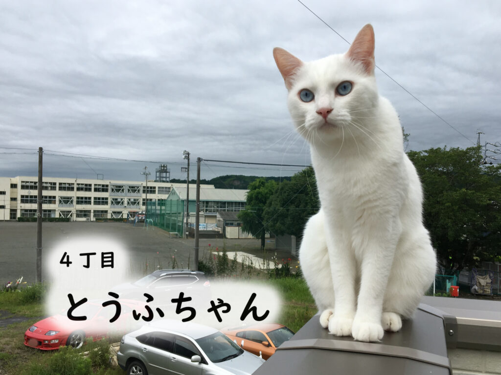  4丁目 とうふちゃん