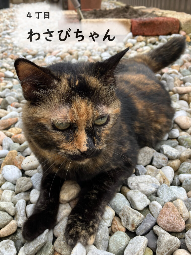 4丁目　わさびちゃん